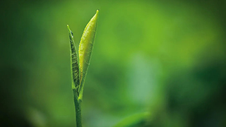 這片樹葉，改變了世界！