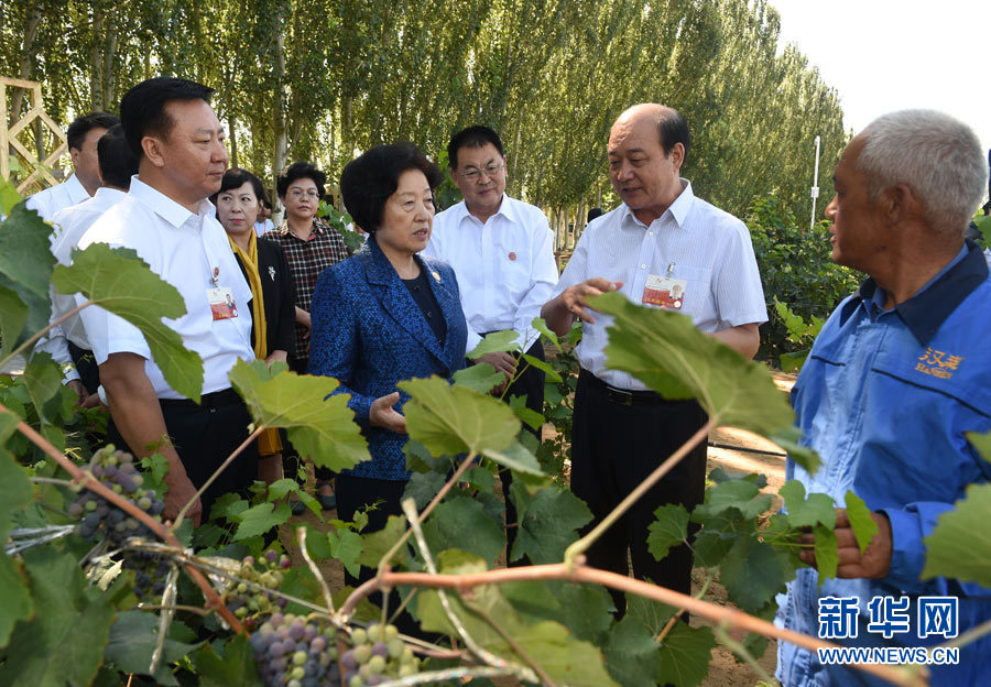8月9日，中共中央政治局委員、中央統(tǒng)戰(zhàn)部部長(zhǎng)、中央代表團(tuán)副團(tuán)長(zhǎng)孫春蘭率中央代表團(tuán)三分團(tuán)，先后赴內(nèi)蒙古自治區(qū)烏海市、阿拉善盟看望各族干部群眾。這是孫春蘭在烏海市漢森酒業(yè)集團(tuán)的葡萄種植園了解葡萄種植情況。新華社記者 任軍川 攝