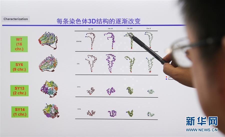 （新華全媒頭條·圖文互動(dòng)）（4）人造單條染色體真核細(xì)胞問(wèn)世　我國(guó)開啟合成生物學(xué)研究新時(shí)代