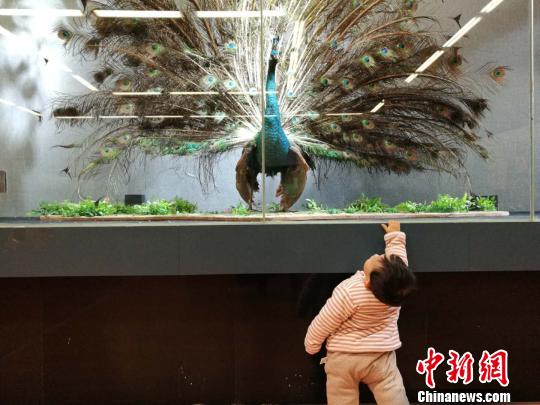 圖為展覽現(xiàn)場(chǎng)。　胡遠(yuǎn)航 攝