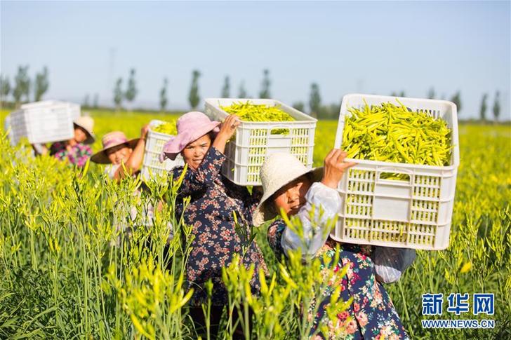 （在習(xí)近平新時(shí)代中國(guó)特色社會(huì)主義思想指引下——新時(shí)代新作為新篇章·鄉(xiāng)村振興戰(zhàn)略·圖文互動(dòng)）（1）一株忘憂草，萬(wàn)家喜眉梢——山西省大同市云州區(qū)黃花產(chǎn)業(yè)扶貧觀察