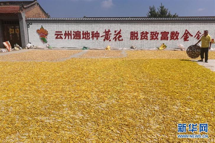 （在習(xí)近平新時(shí)代中國(guó)特色社會(huì)主義思想指引下——新時(shí)代新作為新篇章·鄉(xiāng)村振興戰(zhàn)略·圖文互動(dòng)）（2）一株忘憂草，萬(wàn)家喜眉梢——山西省大同市云州區(qū)黃花產(chǎn)業(yè)扶貧觀察