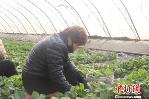 正值隆冬時節(jié)，山西省長治市長子縣天寒地凍，最低氣溫已有零下十幾度，當(dāng)?shù)氐氖卟舜笈飪?nèi)卻“春意盎然”、生機勃勃?！⊥蹙S寧 攝