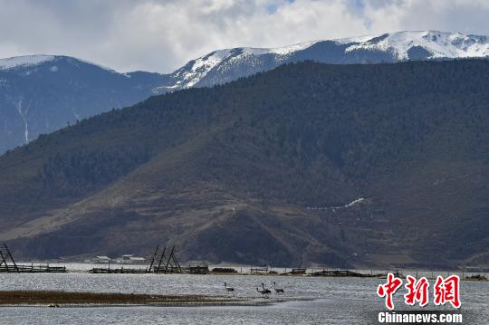 圖為在納帕海濕地棲息的候鳥。　劉冉陽 攝