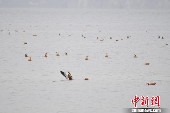 圖為在納帕海濕地棲息的候鳥。　劉冉陽 攝