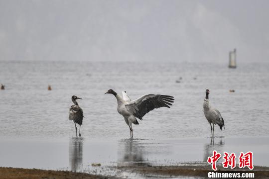 圖為在納帕海濕地棲息的黑頸鶴?！⑷疥?攝