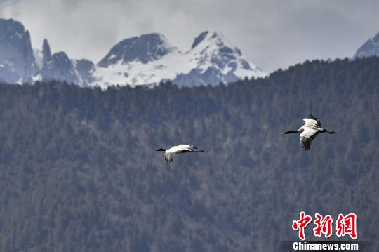 圖為在納帕海濕地上空飛翔的黑頸鶴。　劉冉陽 攝