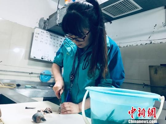 于雅麗在餌料操作間，準(zhǔn)備著動物們的食物?！“瑧c龍 攝