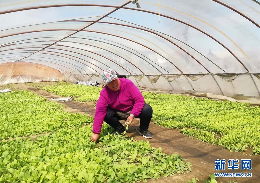 （在習近平新時代中國特色社會主義思想指引下——新時代新作為新篇章·圖文互動）（3）“黑三星村”緣何變成示范村？——東北一小村莊的脫貧振興路 
