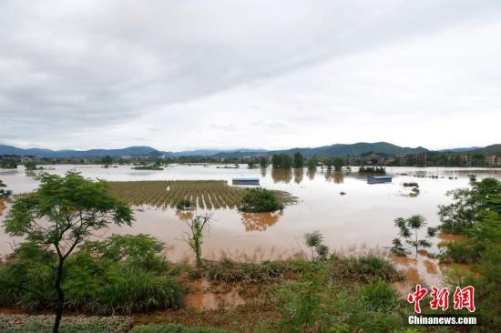 資料圖：湖南省臨武縣武水鎮(zhèn)、南強(qiáng)鎮(zhèn)、汾市鎮(zhèn)、水東鎮(zhèn)、金江鎮(zhèn)等鄉(xiāng)鎮(zhèn)遭遇特大暴雨襲擊，導(dǎo)致大量民房和農(nóng)田被淹。據(jù)不完全統(tǒng)計(jì)，該縣數(shù)千戶民房被淹，數(shù)十萬畝農(nóng)田、果園、煙田被淹斷收，直接經(jīng)濟(jì)損失達(dá)數(shù)千萬元。災(zāi)情發(fā)生后，當(dāng)?shù)卣跋嚓P(guān)部門第一時(shí)間奔赴受災(zāi)鄉(xiāng)鎮(zhèn)轉(zhuǎn)移群眾，察看災(zāi)情并積極組織村民排澇自救、發(fā)放救災(zāi)物資、開展保險(xiǎn)理賠等工作。目前救災(zāi)工作正在有序進(jìn)行，無人員傷亡。唐盛歡 攝