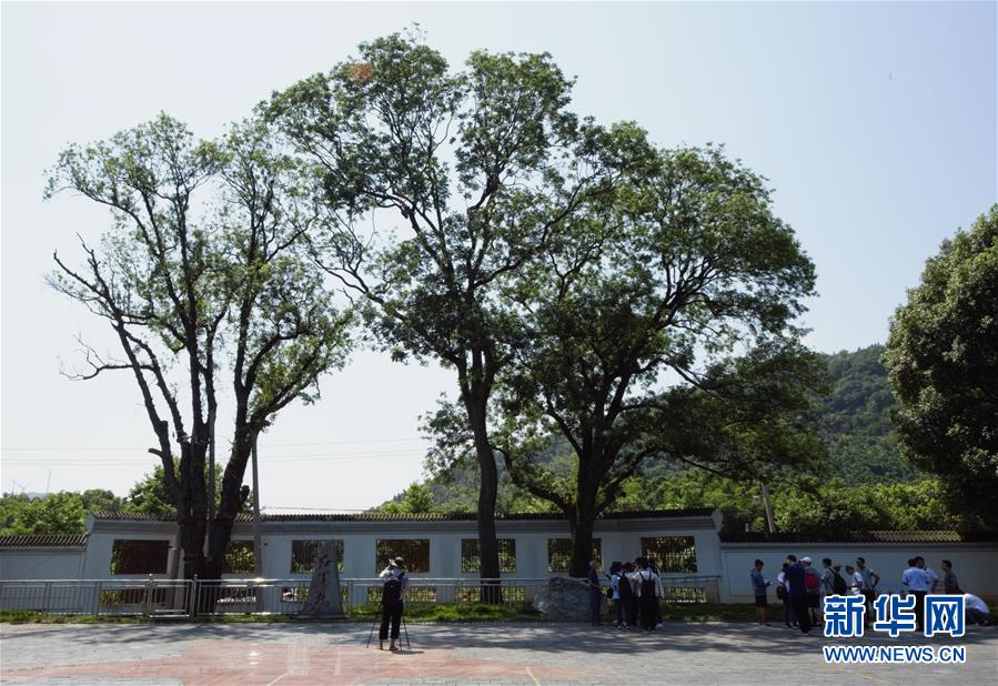 （壯麗70年·奮斗新時(shí)代——記者再走長(zhǎng)征路·圖文互動(dòng)）（6）“紅軍樹”下憶初心、守初心