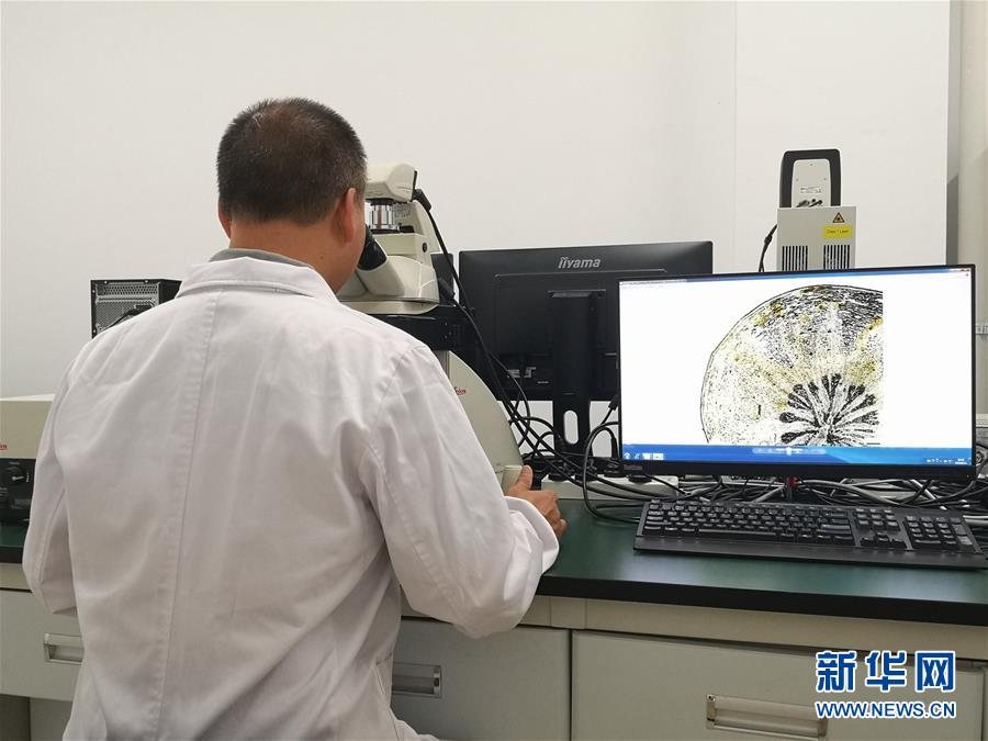 （新華調查·新中國考古重大發(fā)現·圖文互動）（5）?；韬睿翰粌H僅是“黃金大墓”
