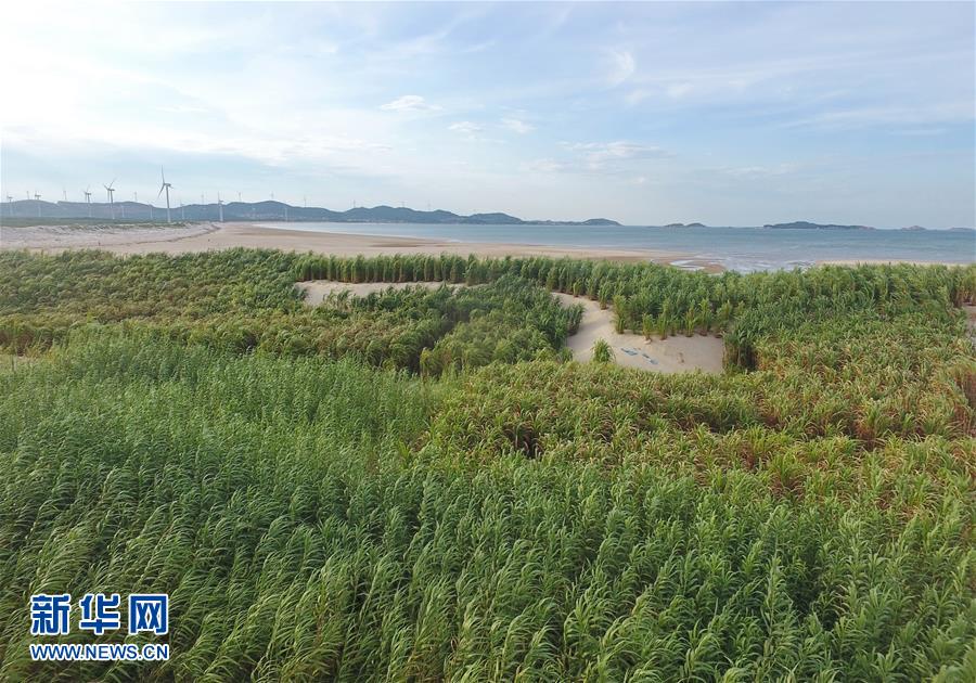 （不忘初心、牢記使命·圖文互動(dòng)）（2）拳拳寸草心 濃濃報(bào)國情——記“菌草之父”林占熺