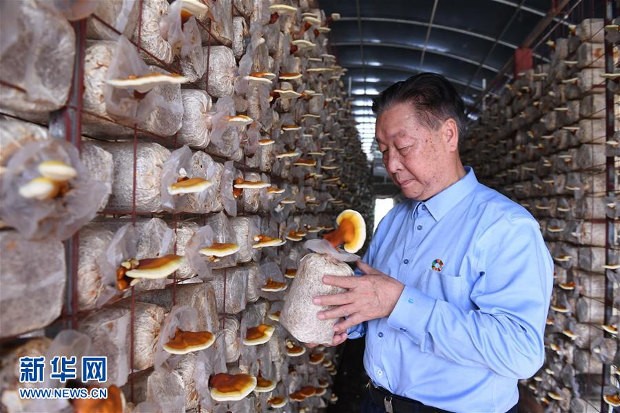 （不忘初心、牢記使命·圖文互動(dòng)）（1）拳拳寸草心 濃濃報(bào)國情——記“菌草之父”林占熺
