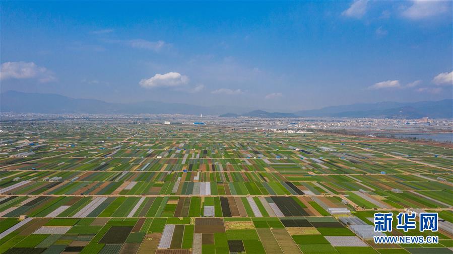 （抓好春耕備耕 穩(wěn)住農(nóng)業(yè)生產(chǎn)·圖文互動(dòng)）（5）“栽種的是菜苗，收獲的是希望”——云南蔬菜集散地通?？h春耕見聞 