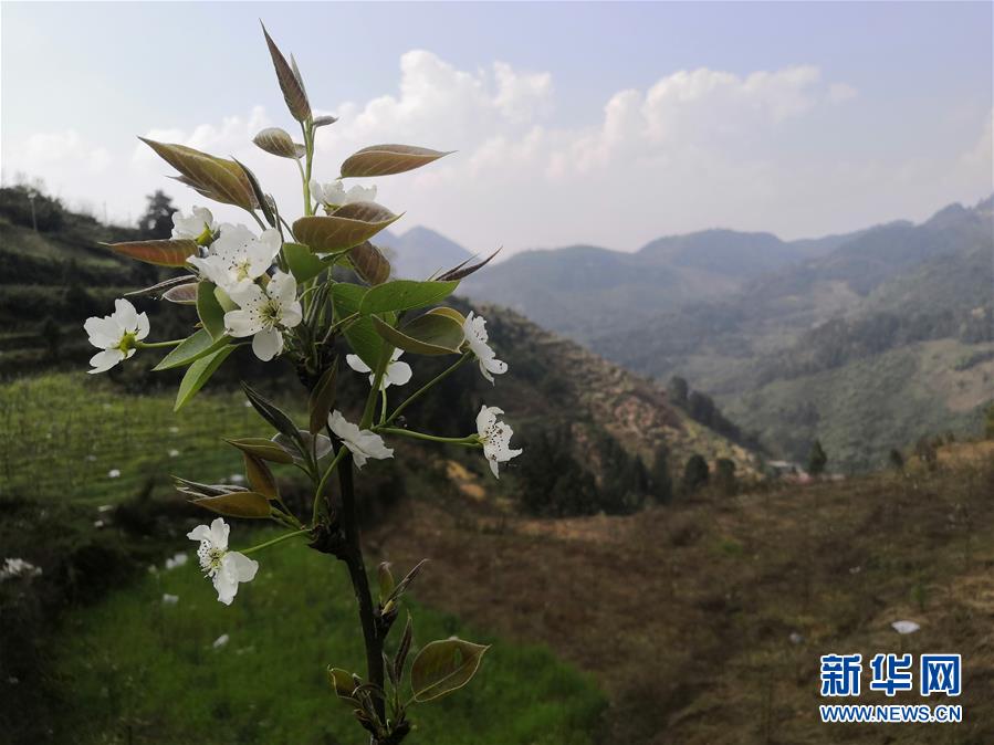 （決戰(zhàn)決勝脫貧攻堅·圖文互動）（1）寄相思，償夙愿——5封清明“家書”里的決戰(zhàn)決勝信念