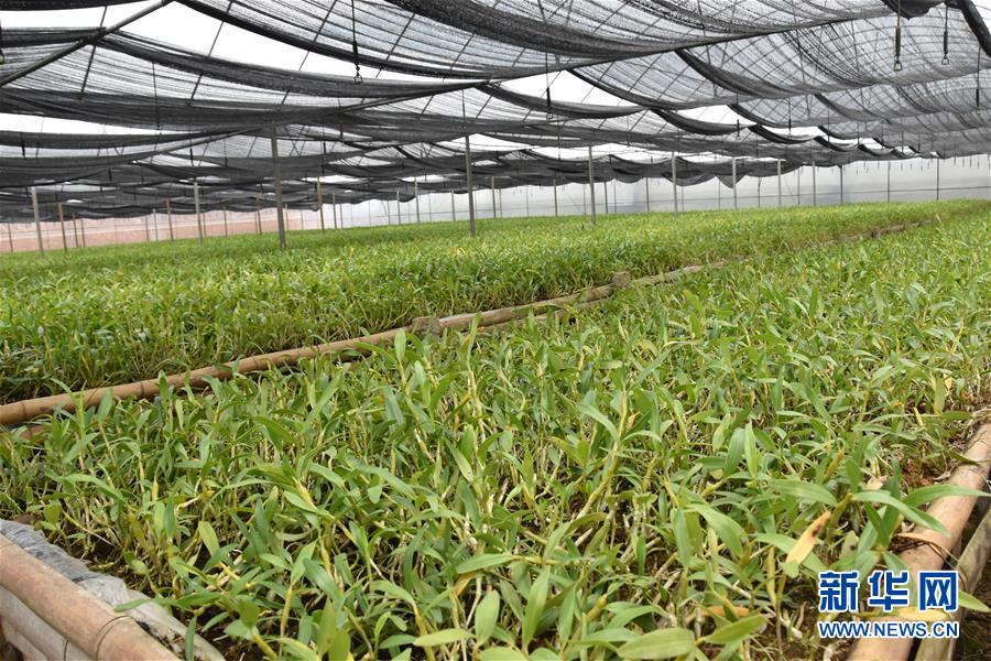 （決戰(zhàn)決勝脫貧攻堅·圖文互動）（1）這個脫貧縣的石頭為何比土金貴？