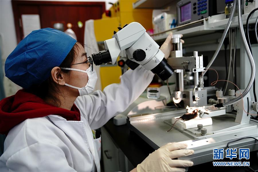 （圖文互動(dòng)）（2）攻擊行為如何被大腦控制？科學(xué)家在小鼠大腦中發(fā)現(xiàn)“調(diào)節(jié)開關(guān)”