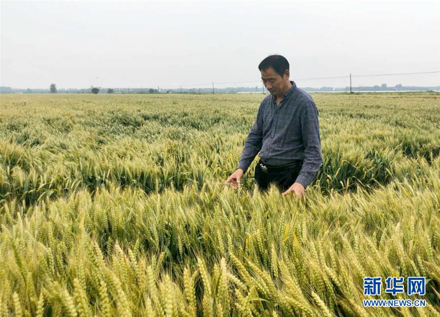 （在習(xí)近平新時代中國特色社會主義思想指引下——新時代新作為新篇章·習(xí)近平總書記關(guān)切事·圖文互動）（1）新農(nóng)事、新希望——夏收前田間新動態(tài)掃描