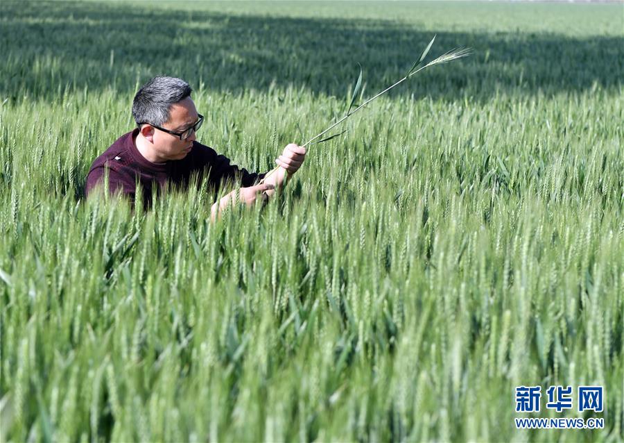 （在習(xí)近平新時代中國特色社會主義思想指引下——新時代新作為新篇章·習(xí)近平總書記關(guān)切事·圖文互動）（5）新農(nóng)事、新希望——夏收前田間新動態(tài)掃描