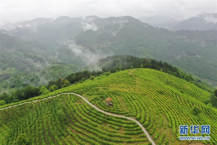 （走向我們的小康生活·圖文互動）（8）綠了青山，紅了日子——秦巴山區(qū)群眾繪出小康“調(diào)色板”