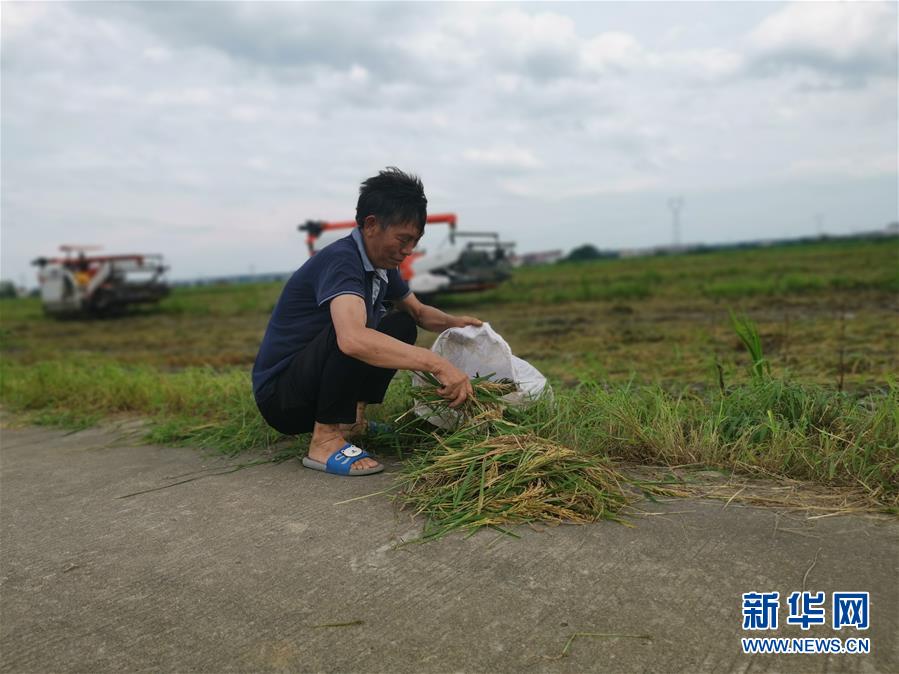 （新華視點·聚焦餐桌外的浪費·圖文互動）（1）顆粒歸倉為何難實現(xiàn)？我國糧食收割環(huán)節(jié)損失驚人
