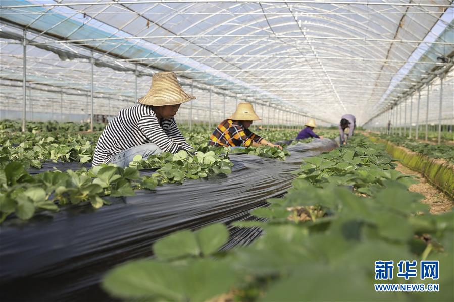 （新華全媒頭條·決戰(zhàn)決勝脫貧攻堅·督戰(zhàn)未摘帽貧困縣·圖文互動）（12）不獲全勝，決不收兵——全國52個掛牌督戰(zhàn)貧困縣脫貧攻堅紀(jì)實