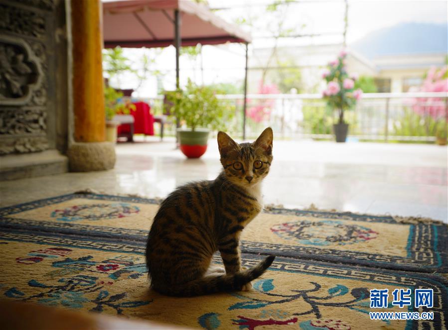 （走向我們的小康生活·決戰(zhàn)決勝脫貧攻堅(jiān)·圖文互動(dòng)）（3）甘青交界處的跨越——保安族、撒拉族的脫貧故事