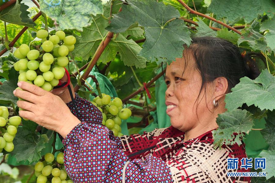 （決戰(zhàn)決勝脫貧攻堅·圖文互動）（2）同飲一江水 攜手“斬窮根”——深圳對口廣西河池、百色扶貧協(xié)作見聞