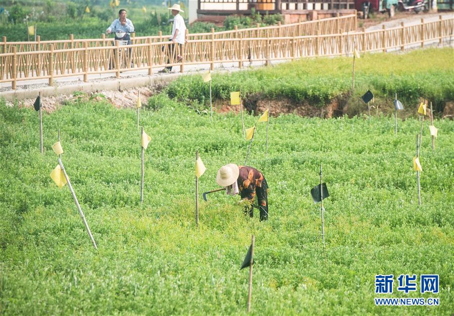 （新華全媒頭條·走向我們的小康生活·圖文互動）（9）特殊之年，荊楚大地書寫不平凡的答卷