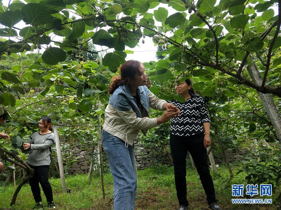 （新華全媒頭條·圖文互動(dòng)）（10）初夏，循著總書(shū)記的腳步探訪(fǎng)產(chǎn)業(yè)扶貧新事