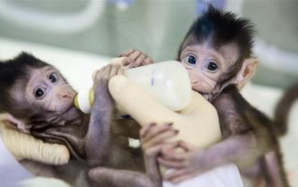 重大突破！兩只克隆猴在中國(guó)誕生