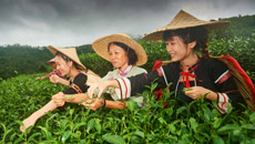 海南“綠色娘子軍”植樹(shù)26載萬(wàn)畝沙丘變綠洲