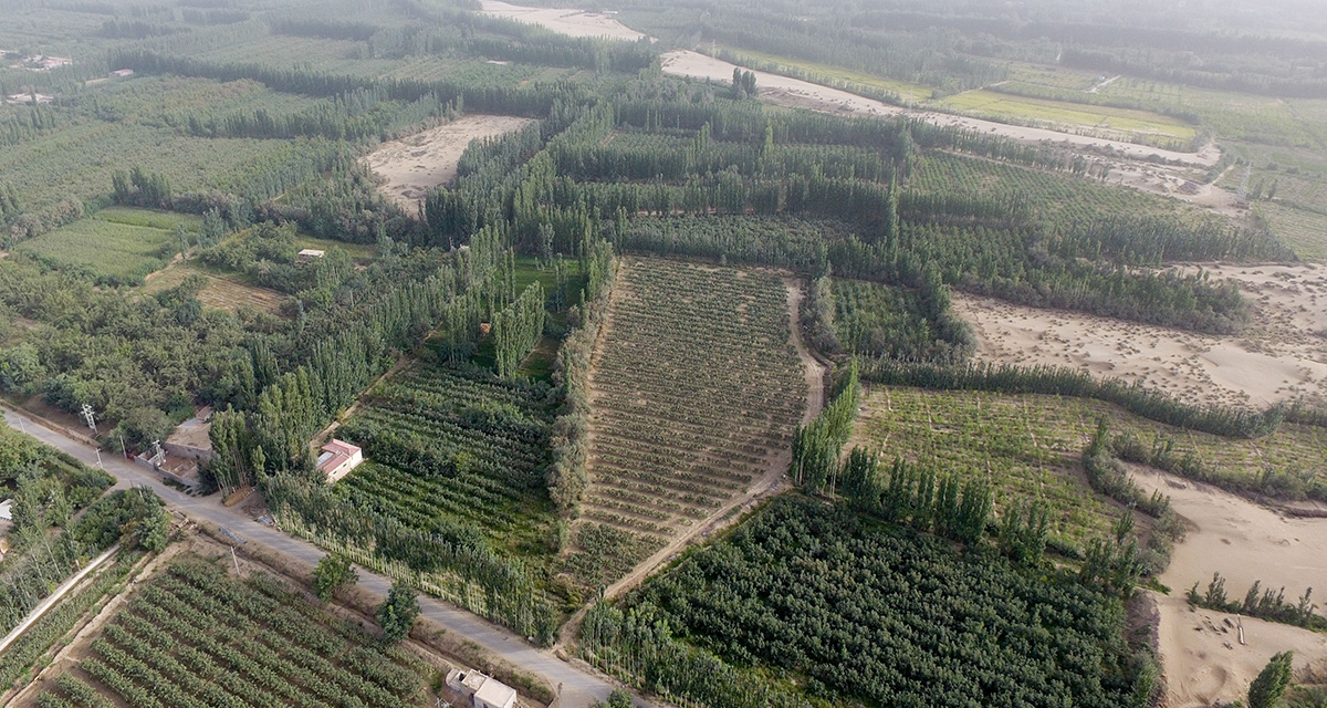 “綠口袋”扎緊了風口，逼退了黃沙——一個南疆沙漠村莊的扶貧觀察