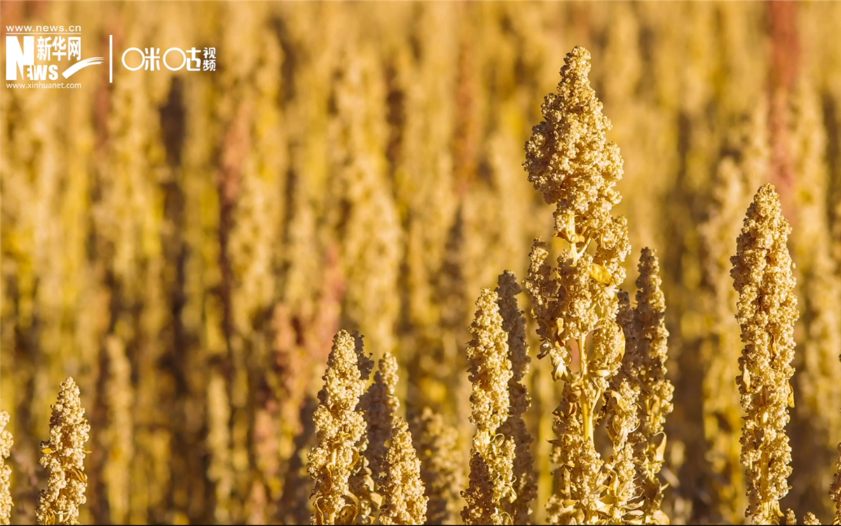 藜麥有極強(qiáng)的環(huán)境適應(yīng)能力和低成本、高回報(bào)的種植模式