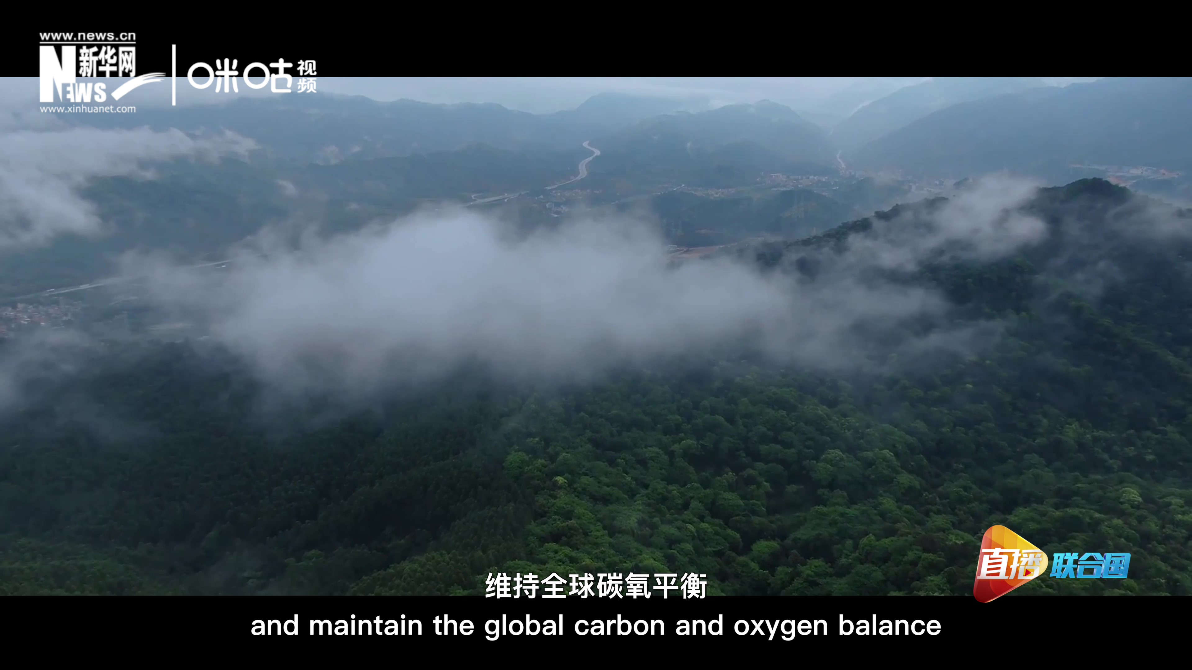 森林的碳匯可以協(xié)助減緩氣候變化，維持全球碳氧平衡