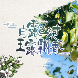 白露已過，玉露飄香