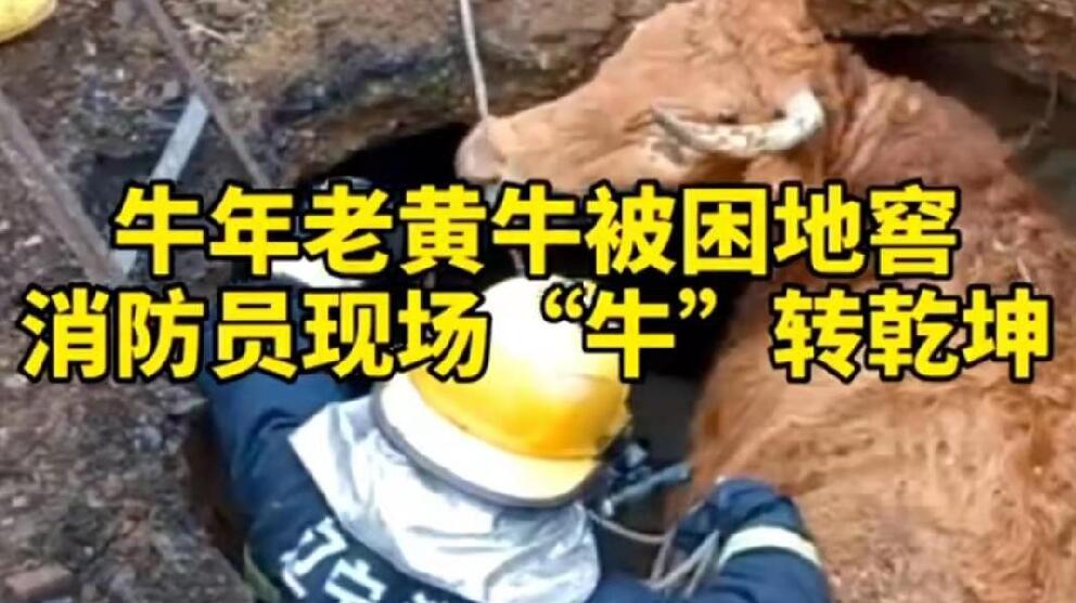 牛年老黃牛被困地窖，消防員現(xiàn)場“牛”轉乾坤！