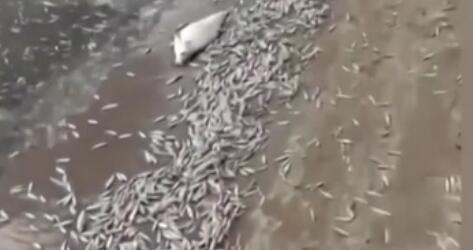 調(diào)查！藍(lán)綠藻暴發(fā) 俄多地魚類大規(guī)模死亡